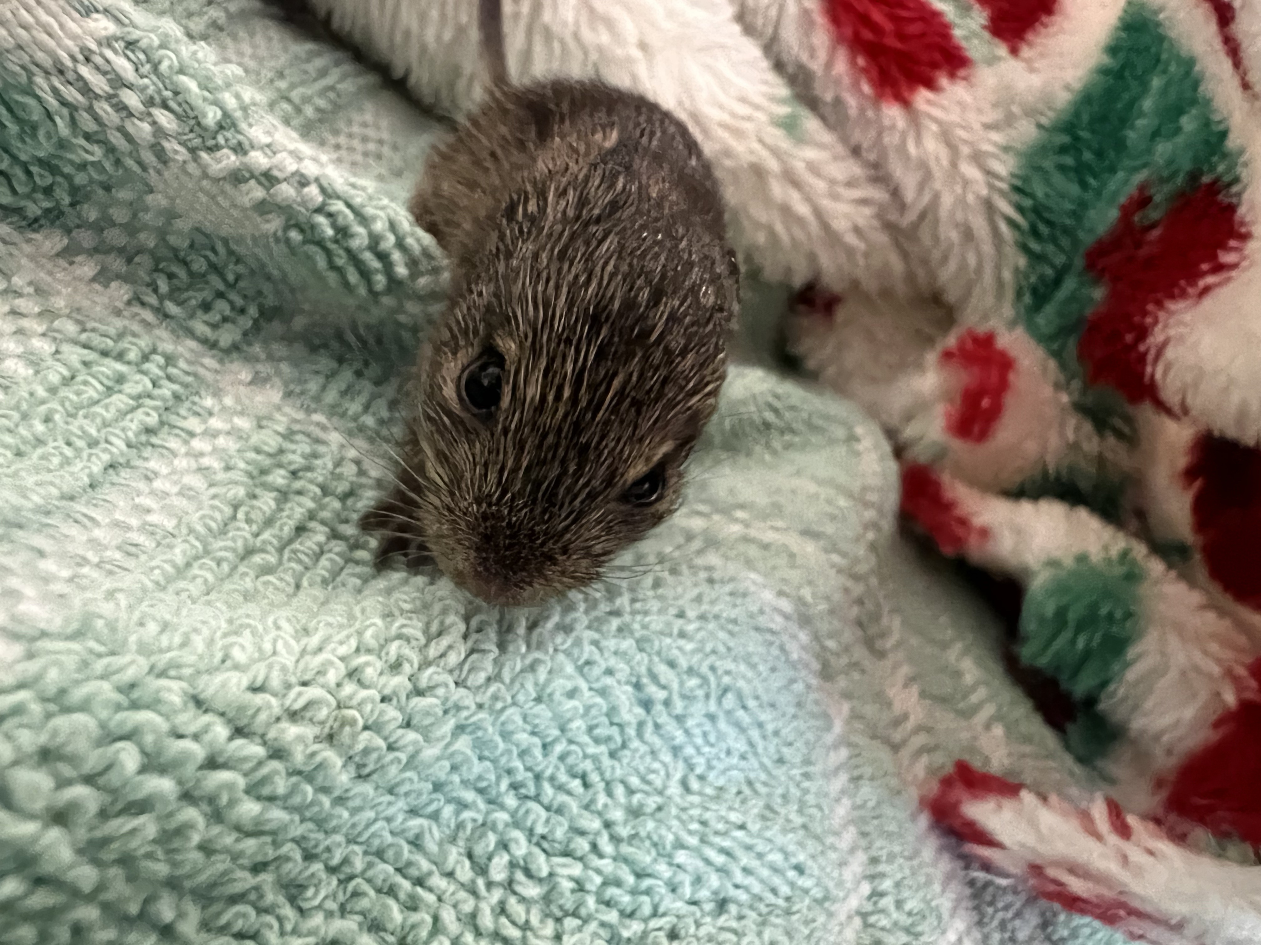 Hispid Cotton Rat, Florida’s Native Rat